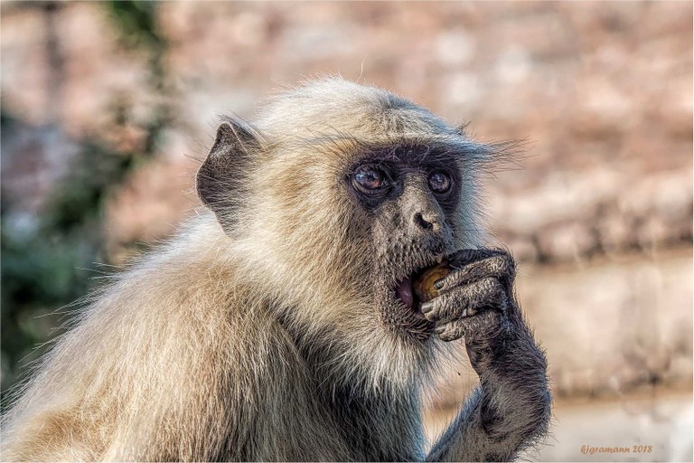 die-affen-von-ranakpur-d7e49ff9-1072-4c12-aa00-502d448c476a.jpg