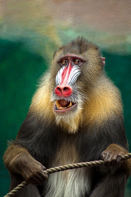 ape-653705_640.jpg