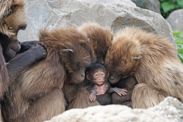 monkeys-1000270_640.jpg