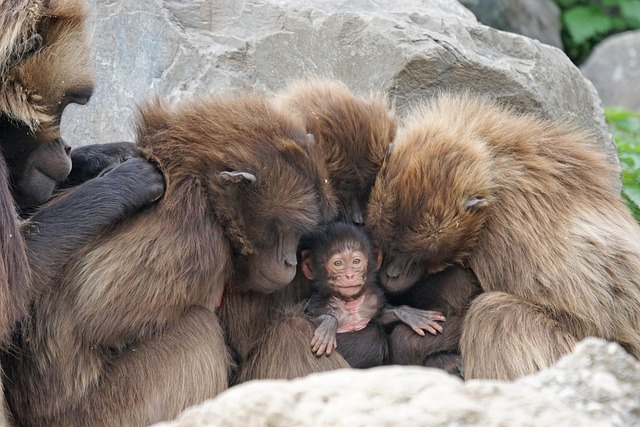 monkeys-1000270_640.jpg