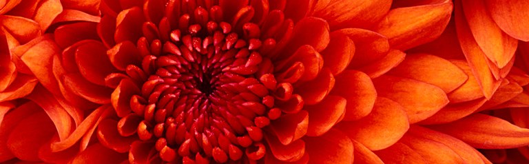 chrysanthemum.jpg