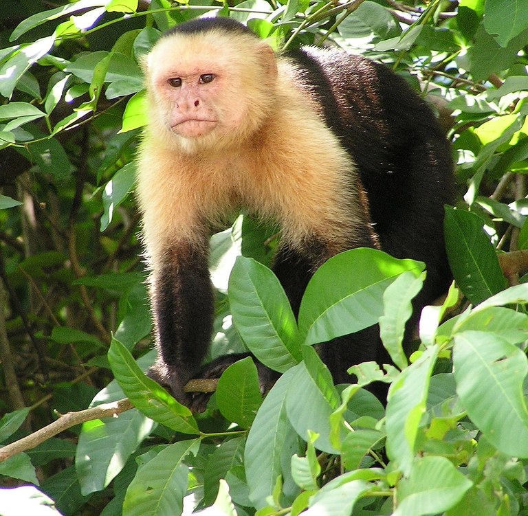 Capuchin_Costa_Rica.jpg