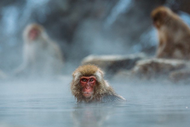 macaque-1846731_640(1).jpg