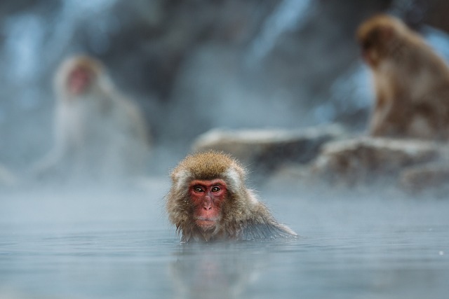 macaque-1846731_640(1).jpg