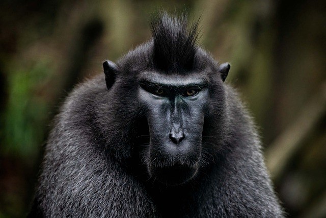 animal-6626792_640.jpg