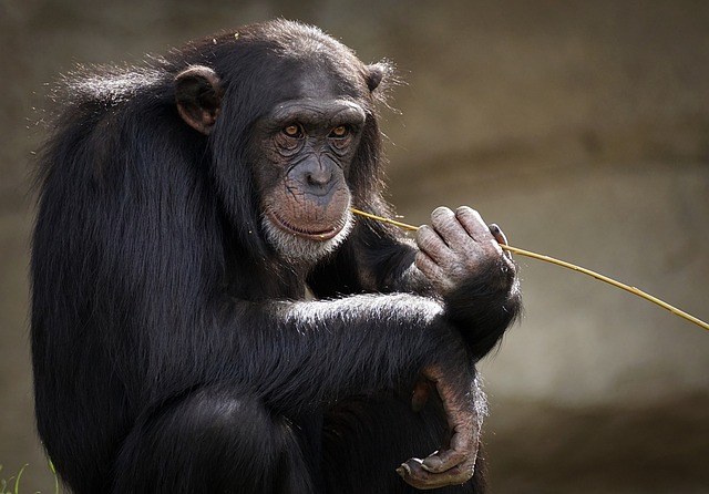 monkey-3703230_640.jpg
