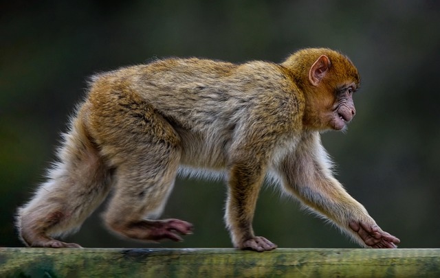 ambquinn-barbary-macaque-7797970_640.jpg