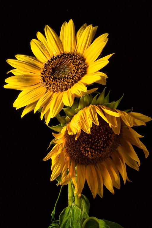 Sonnenblumen