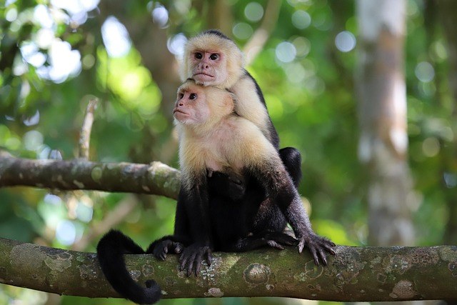 capuchin-monkey-8530884_640.jpg