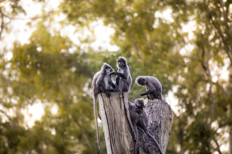 dusky-leaf-monkeys-6933043_1280.jpg