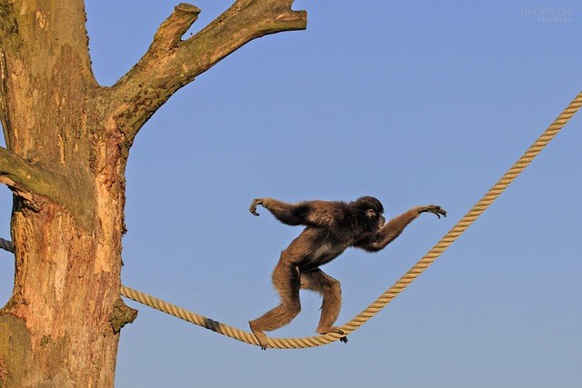 berber-monkey-226884_640.jpg