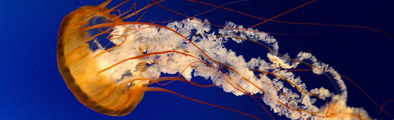 jellyfish.jpg