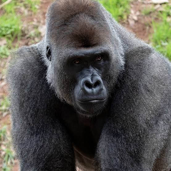 affe.jpg