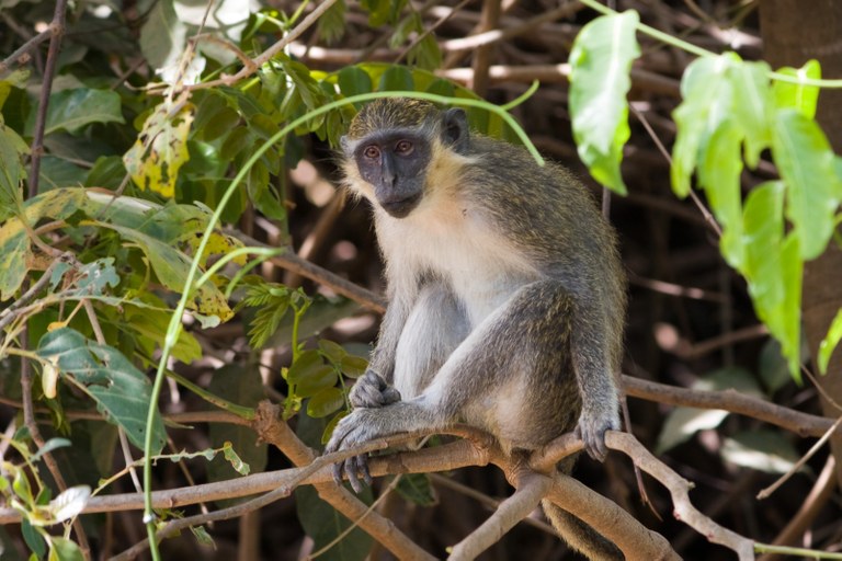 Abuko_monkey.jpg