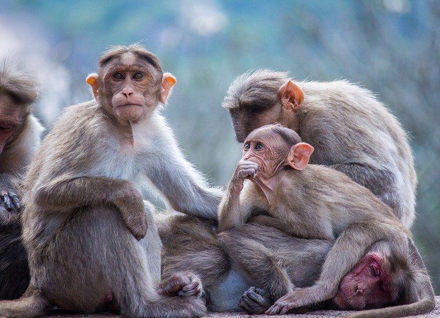 monkey-6952641_640.jpg